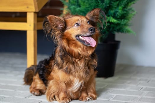 A liver and fawncolored dog, possibly a Water dog or a Sporting Group breed, is lounging on the floor with its tongue hanging out