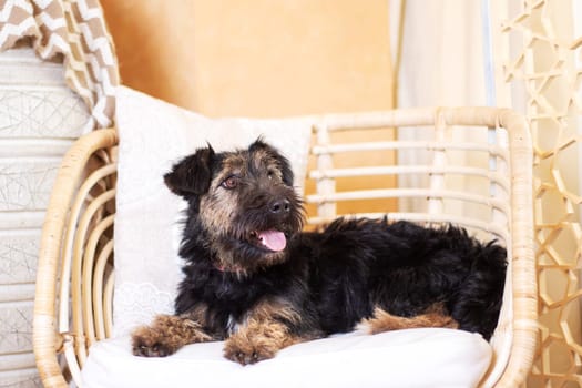 A small black Fawn Terrier dog from the Sporting Group is lounging in a mesh hammock