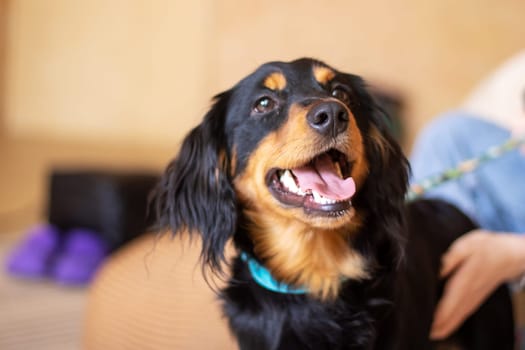 A large black and brown dog from the Sporting Group with its mouth open. This carnivorous companion dog has a long snout, whiskers, and a thick fur coat. Belongs to the Canidae family