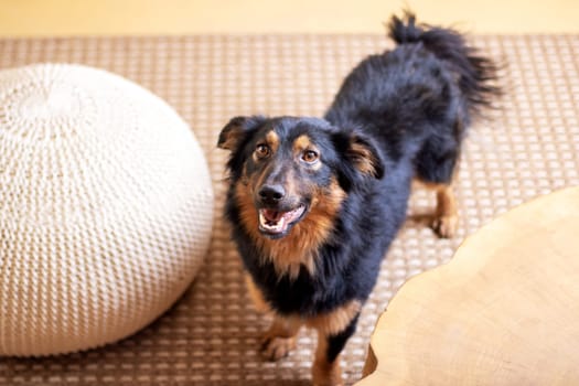 A black and brown Canidae dog, with whiskers and fur, is staring directly at the camera. This companion dog, belonging to the Sporting Group, has a closeup shot highlighting its ears