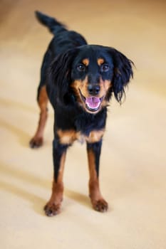 A large black and brown dog from the Sporting Group with its mouth open. This carnivorous companion dog has a long snout, whiskers, and a thick fur coat. Belongs to the Canidae family