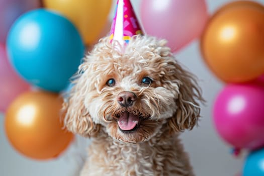 A small dog wearing a pink party hat is sitting in front of a bunch of colorful balloons. The balloons are scattered around the dog, creating a festive and playful atmosphere