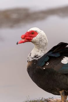 Muscovy duck with black and white feathers gracefully stands, showcasing its vibrant red beak in a farm setting. Vertical photo