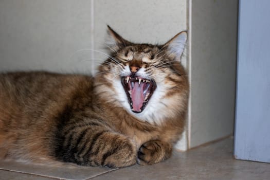 A Felidae, small to mediumsized carnivore, is yawning, showing its fangs and whiskers, with its jaws wide open near a window