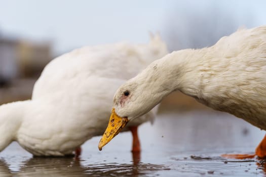 Duck gracefully submerges its head into the water, showcasing its elegant movements on farm