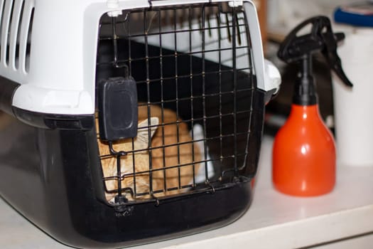 A carnivorous orange cat is peacefully sleeping in a black and white metal cage in an animal shelter. The cage resembles an automotive grille with a hood design, creating a cozy space for the cat