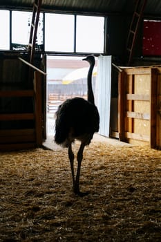 Ostrich is standing proudly in a charming barn filled with golden hay bales. Vertical photo