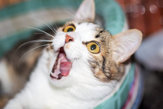 A closeup image capturing a Felidae in midyawn, showing its fangs and carnivore teeth. The small to mediumsized cats whiskers and snout add to the striking image