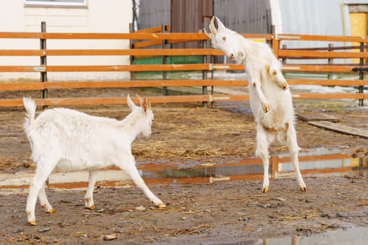 Graceful White Goats Freely Roaming on terrain on farm. Selective focus