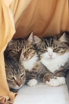 Three Felidae, small to mediumsized cats with whiskers and fur, are sitting in a cage, staring at the camera. One is a domestic shorthaired cat. The cage has a door and is placed next to a tree