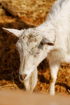 Close-up view of a curious goat surrounded by wooden fencing in a rustic pen.