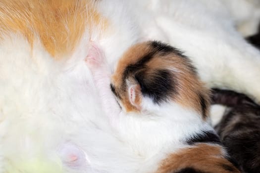 A small calico Felidae kitten with whiskers is nursing from its mothers breast while her tail sways. The closeup shot captures the fawn fur, tiny snout, and fluffy foam around her mouth