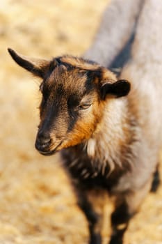 Close-up view of a curious goat surrounded by wooden fencing in a rustic pen. Vertical photo