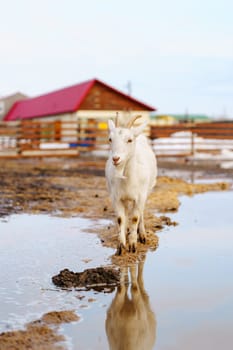 Goats seem at ease, peacefully grazing and exploring their surroundings. Vertical photo