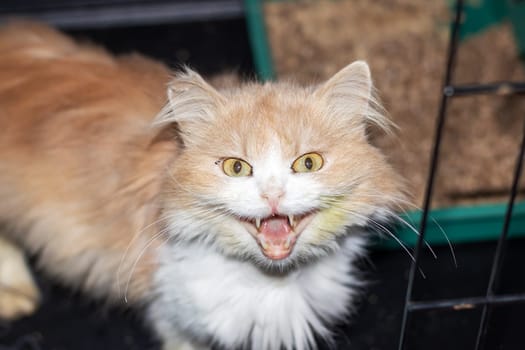 A domestic shorthaired cat with fluffy orange and white fur and whiskers is gazing curiously at the camera, showcasing typical traits of small to mediumsized cats in the Felidae family