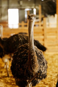 Ostrich stands tall in a spacious pen on farm, showcasing its long neck and vibrant feathers. Vertical photo