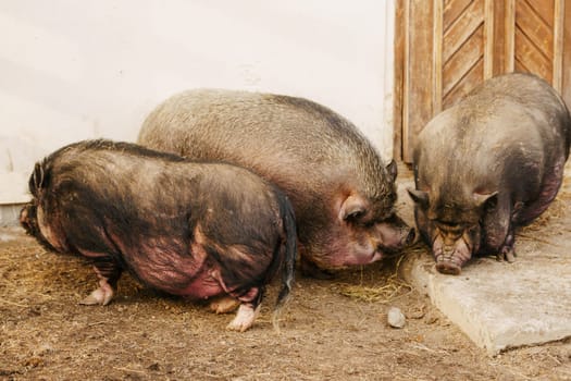 Pigs are lounging on top of a mound of golden hay, enjoying a peaceful moment of relaxation under the sun.