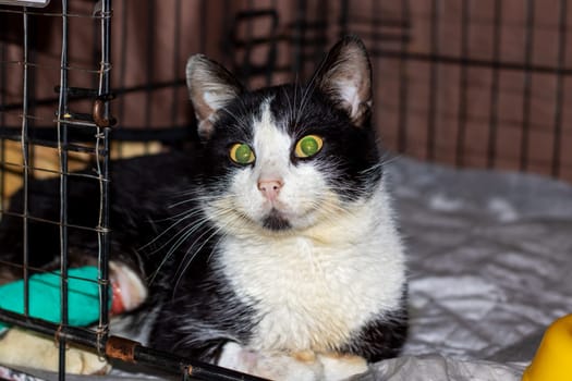 A black and white Domestic shorthaired cat with green eyes and whiskers is lounging in a cage, showcasing its carnivorous nature and sleek fur