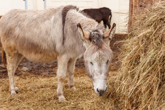 Donkey standing together on a mound of golden hay, munching on the nutritious feed.