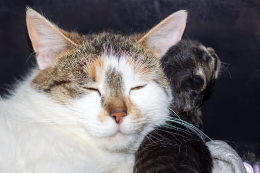 A closeup of a domestic shorthaired cat, a small to mediumsized carnivorous creature within the Felidae family, peacefully sleeping with its eyes closed