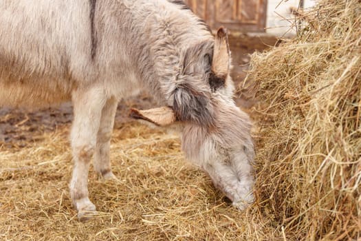 Donkey feeds on hay, showcasing its strength and elegance in the peaceful setting.