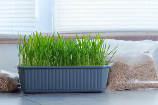 Bags filled with fresh grass, possibly for cats or growing microgreens, are placed side by side.