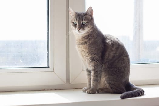 A carnivore grey cat from the Felidae family is perched on the window sill, gazing out into the distance. Its whiskers twitch as it scans the surroundings with a small snout and tail