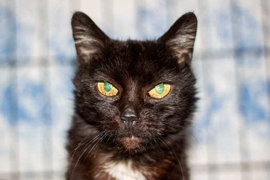 A domestic shorthaired black cat with green eyes is gazing at the camera. Its whiskers and fur are visible, showcasing typical Felidae characteristics