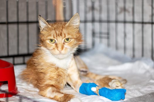 A small to mediumsized cat with orange and white fur, whiskers, and a blue bandage on its paw. Belonging to the Felidae family, it has a fawn snout, tail, and sharp claws