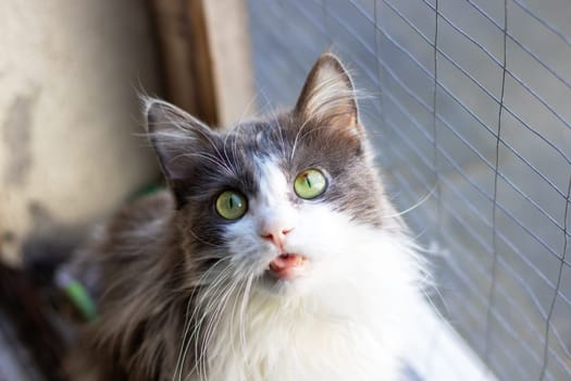 A domestic shorthaired cat, a member of the Felidae family, with gray and white fur, green eyes, and whiskers, is staring at the camera in a grassy area