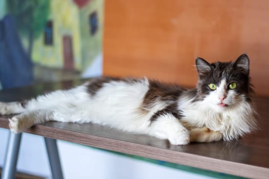 A domestic shorthaired black and white cat, a member of the Felidae family, is comfortably laying on a table. Its whiskers, fur, paws, and tail are visible