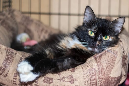 A black Domestic shorthaired cat with green eyes is resting comfortably in a bed. Its whiskers and fur stand out against the white sheets, giving it a serene appearance