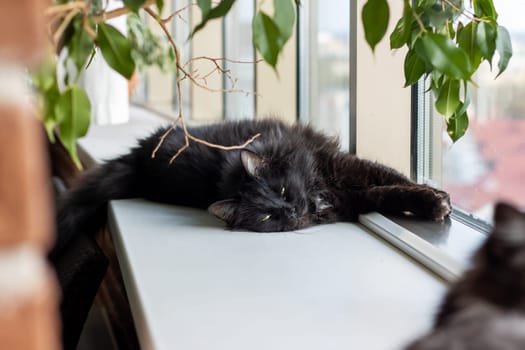 A Bombay cat, a small to mediumsized Felidae, with whiskers and fur, is lounging on a window sill made of natural material