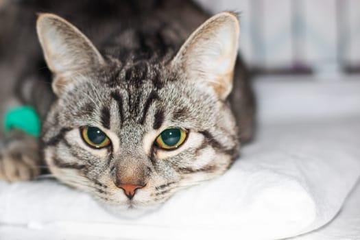 Sad gray cat with catheter on paw close up