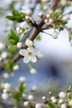 A closeup shot of a white cherry blossom flower on a tree branch, showcasing the delicate petals and vibrant pollen, a beautiful sight in nature