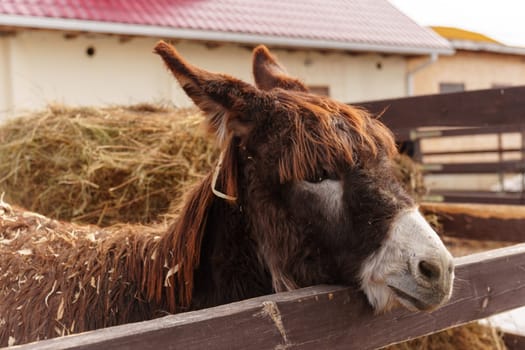 Detailed view of a donkey head as it rests on a wooden farm fence, showcasing the rural agricultural environment.