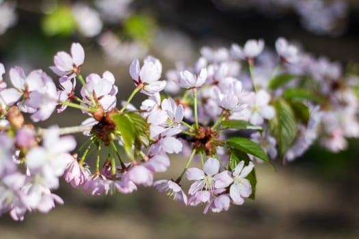 A closeup shot of the beautiful cherry blossoms on a tree branch, showcasing the delicate petals of the flowering plant in full bloom