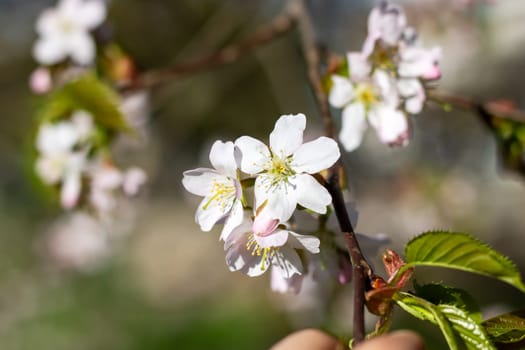 A closeup shot of the beautiful cherry blossoms on a tree branch, showcasing the delicate petals of the flowering plant in full bloom