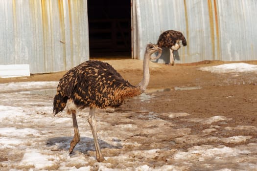 Ostrich is standing in a pen on an ostrich farm, with a barn visible in the background.