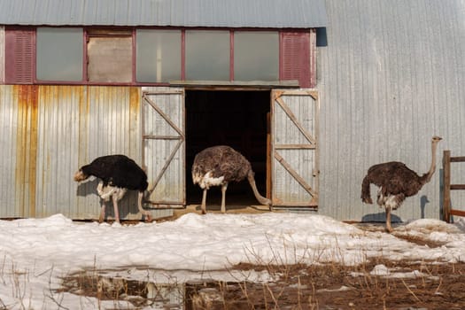 Ostrich stands tall on a wooden fence, surrounded by snow, at an ostrich farm in a serene winter setting.