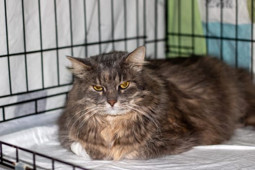 A Felidae Carnivore is lounging in a cage at an animal shelter, gazing at the camera. The small to mediumsized cats whiskers and fur are visible through the fence, showcasing its terrestrial nature