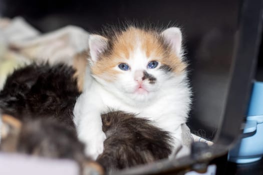 A small calico kitten with captivating blue eyes is among a group of other tiny felidae cats. Its whiskers and tail stand out against its fawn fur, while its snout presses against the window