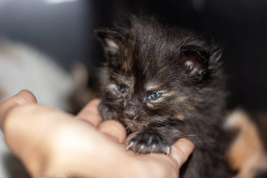 A small calico kitten with captivating blue eyes is among a group of other tiny felidae cats. Its whiskers and tail stand out against its fawn fur, while its snout presses against the window