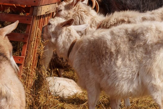 A group of serene white goats stand inside a pen, calmly grazing.