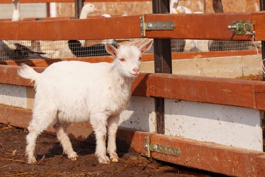 Small white goat curiously stands next to a wooden fence, surveying its surroundings with interest
