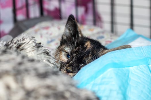 A small calico kitten with captivating blue eyes is among a group of other tiny felidae cats. Its whiskers and tail stand out against its fawn fur, while its snout presses against the window