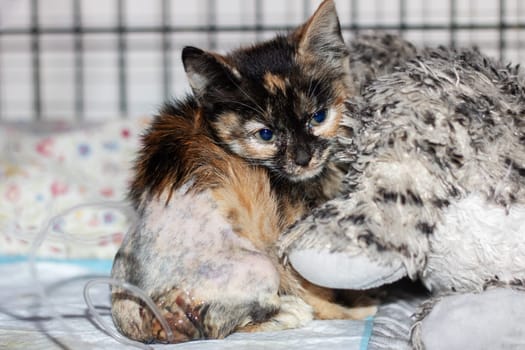 A small calico kitten with captivating blue eyes is among a group of other tiny felidae cats. Its whiskers and tail stand out against its fawn fur, while its snout presses against the window