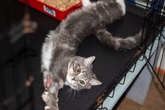 A small to mediumsized gray and white Felidae cat, a carnivore with whiskers, snout, and tail, is lying on its back in a cage. It has domestic shorthaired fur