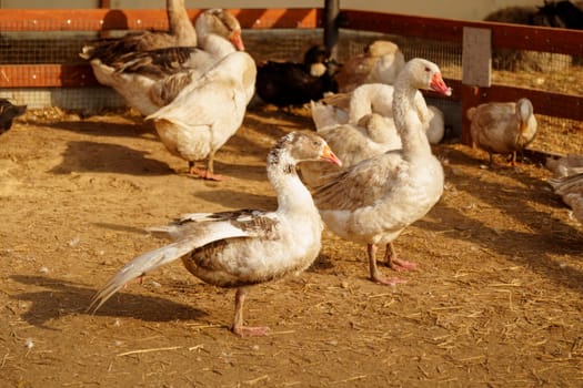 Geese flock strolling around a pen in a serene farm setting, harmonious scene.