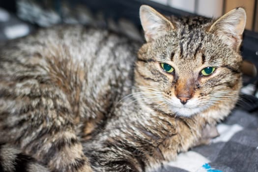 A small to mediumsized Felidae cat, with whiskers and fur, is lying on a blanket and gazing at the camera. This domestic shorthaired cat is a carnivorous terrestrial animal